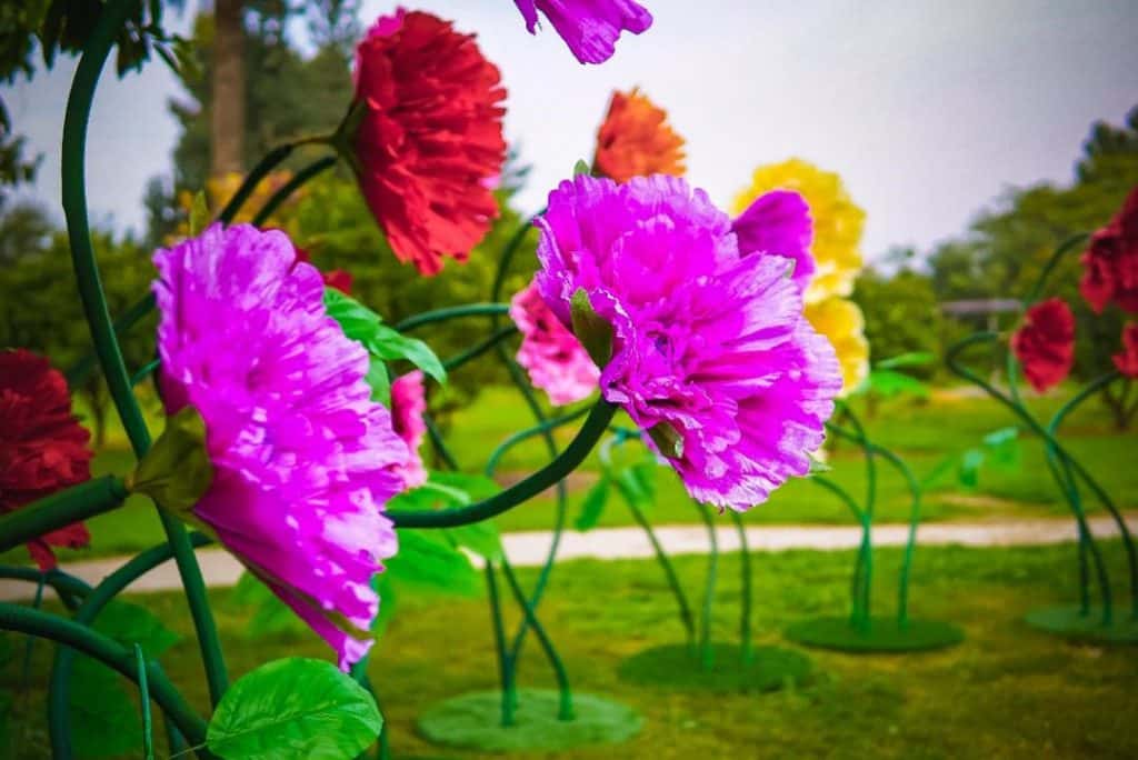 תפאורה פרחים